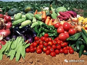 農產品賣不動？直供直銷新鏈路模式破解蔬菜滯銷難題