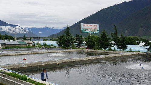 高原魚蝦游進(jìn)尋常百姓家 珠海援藏力量填補(bǔ)西藏水產(chǎn)養(yǎng)殖產(chǎn)業(yè)化空白