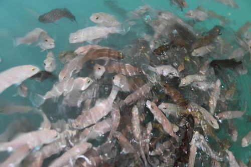 技術驅動未來 海璟水產以創新引領內陸可持續水產養殖新潮流