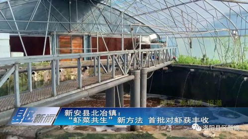 蝦菜共生 內陸水產養殖與無土栽培的完美牽手，實現年產值7000萬元雙豐收