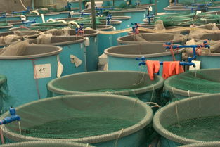 內陸水產養殖銷售 水產養殖研究生的職業新藍海